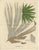 Early 19th Century Ferns of Indonesia Polypodium, 1829, Paper For Sale - Image 5 of 5