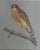 Late 20th century highly detailed pastel on gray paper drawing of a Red Shouldered Hawk by the Porter Family. Signed lower...