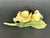 Italian Capodimonte Porcelain Flowers Yellow Roses For Sale In New York - Image 6 of 12