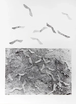 Earth Series 2, Alan Sonfist Lithograph