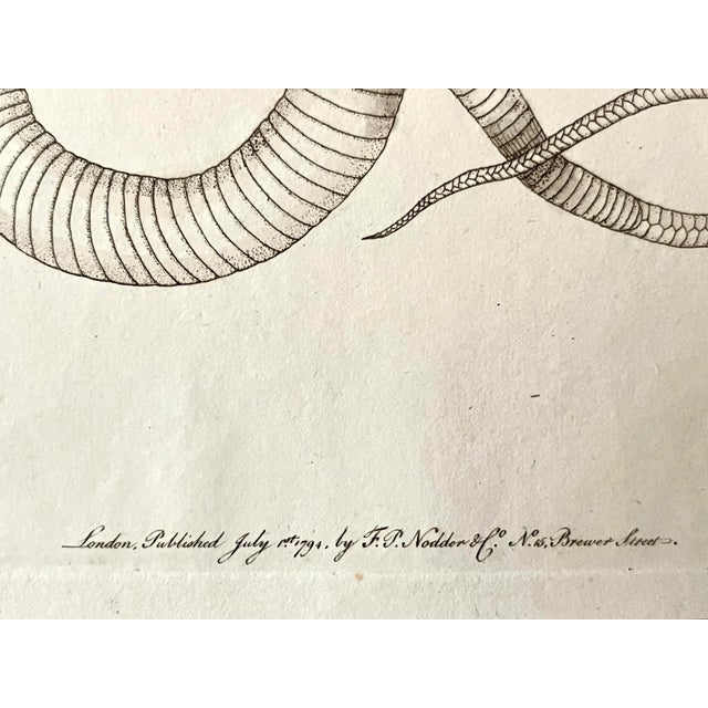 Antique Original Print of a Cobra Published London 1794 by Shaw and Nodder For Sale In New York - Image 6 of 7