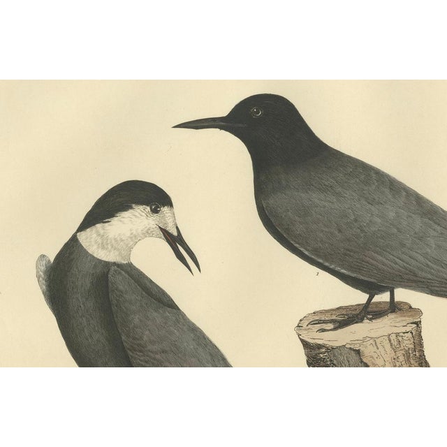 Early 19th Century Selby, Black Tern in Seasonal Transformation, 1826, Print For Sale - Image 5 of 6