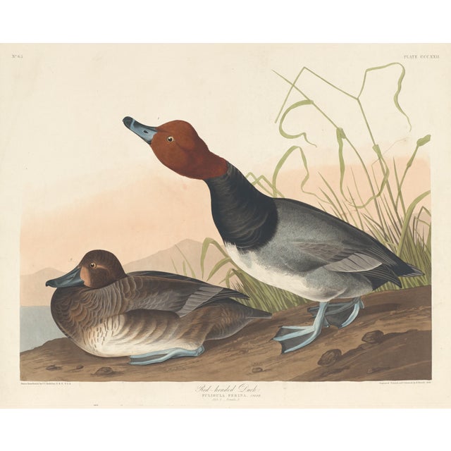 Collection of 4 Vintage 1966 John James Audubon Double-Sided Waterbird Prints For Sale In Washington DC - Image 6 of 9
