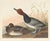 Collection of 4 Vintage 1966 John James Audubon Double-Sided Waterbird Prints For Sale In Washington DC - Image 6 of 9