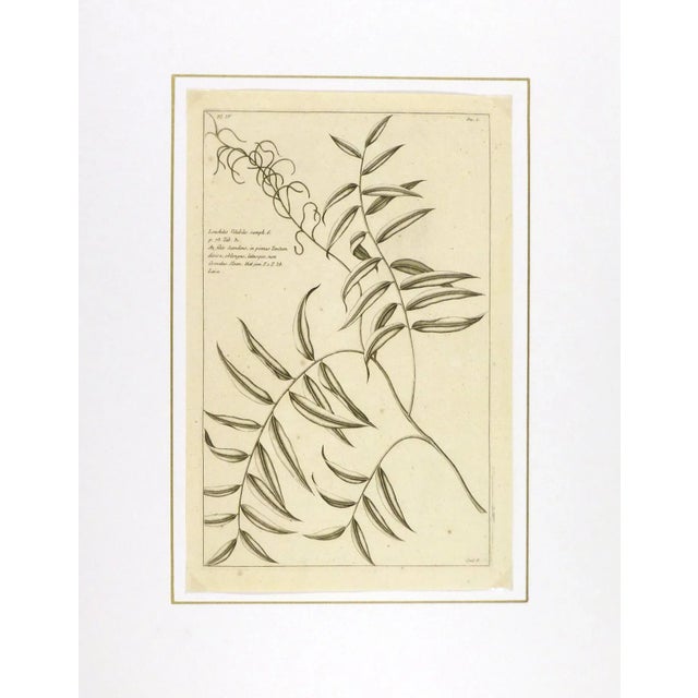 Traditional Antique Botanical Engraving, 1773 For Sale - Image 3 of 3