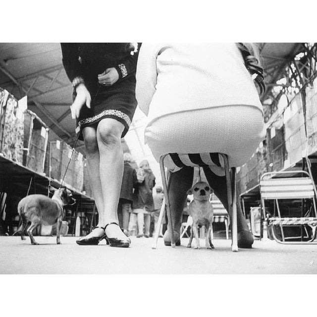 "Chihuahuas" by Keystone A small dog's eye-view of two chihuahuas and their owners waiting for judges at Cruft's all-...