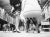 "Chihuahuas" by Keystone A small dog's eye-view of two chihuahuas and their owners waiting for judges at Cruft's all-...