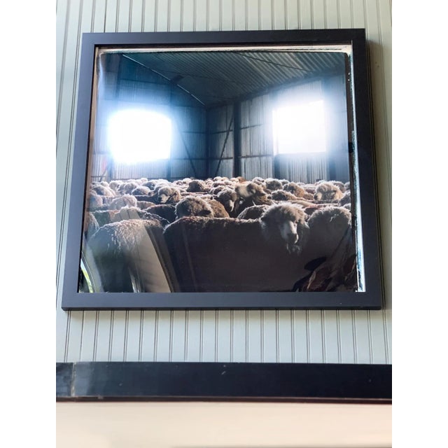 Contemporary Sheep Photograph by Michael Stuetz For Sale - Image 3 of 8