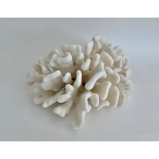 Chinoiserie Natural Pacific Elk Coral Specimen Coastal Home For Sale - Image 3 of 7