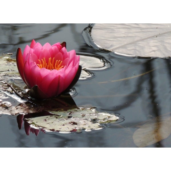 Contemporary "Lotus Pond" Limited Edition Contemporary Color Photograph by Dorothy Solomon For Sale - Image 3 of 3