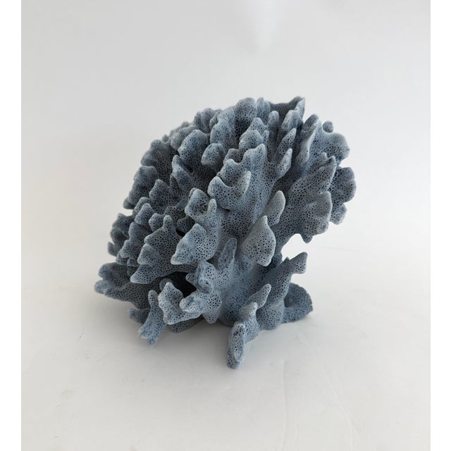 Natural Blue Coral Specimen Coastal Decor For Sale In Los Angeles - Image 6 of 7