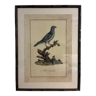 Natural Curiosities “Abba Gumba” Bird After Bruce’s Travels Framed Print For Sale