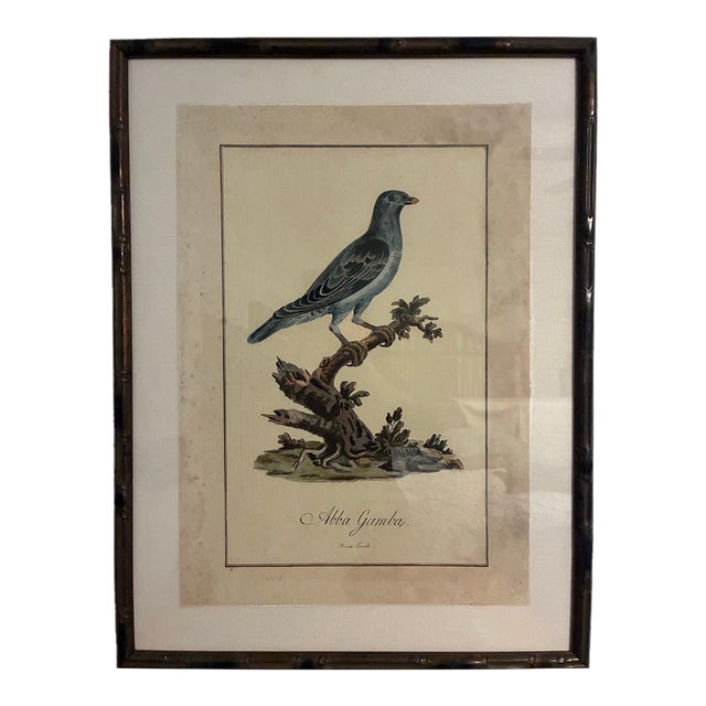 Natural Curiosities “Abba Gumba” Bird After Bruce’s Travels Framed Print For Sale
