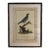 Natural Curiosities “Abba Gumba” Bird After Bruce’s Travels Framed Print For Sale