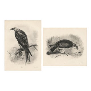 Lilian M. Medland, Honey Buzzard Bird, 1908, Monochrome Ornithological Plates, Set of 2 For Sale