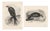 Lilian M. Medland, Honey Buzzard Bird, 1908, Monochrome Ornithological Plates, Set of 2 For Sale