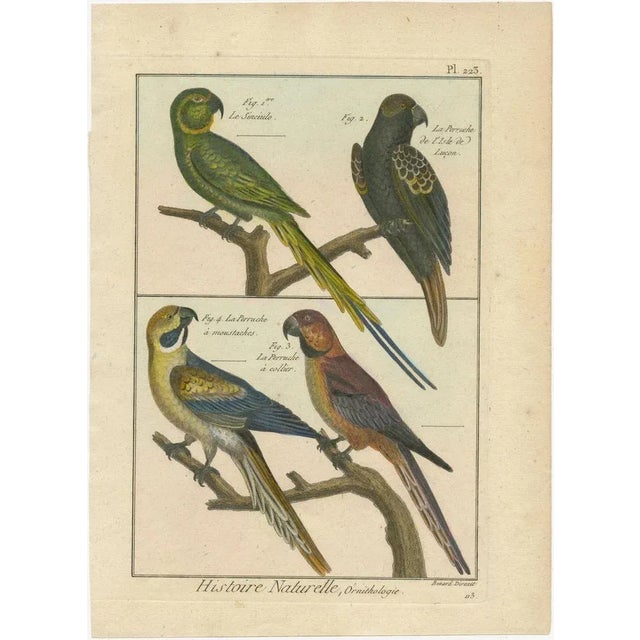 An authentic, perfect and bright, originally hand-colored, illustration of 4 birds: Le Sinciulo [French], and 3 Parakeets....
