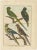 An authentic, perfect and bright, originally hand-colored, illustration of 4 birds: Le Sinciulo [French], and 3 Parakeets....