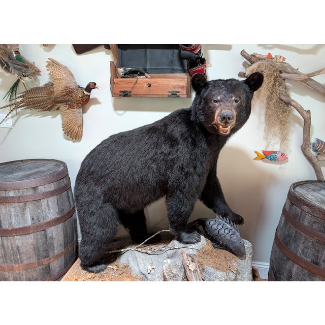 Full Body American Black Bear Taxidermy Mount For Sale - Image 4 of 7