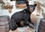 Full Body American Black Bear Taxidermy Mount For Sale - Image 4 of 7