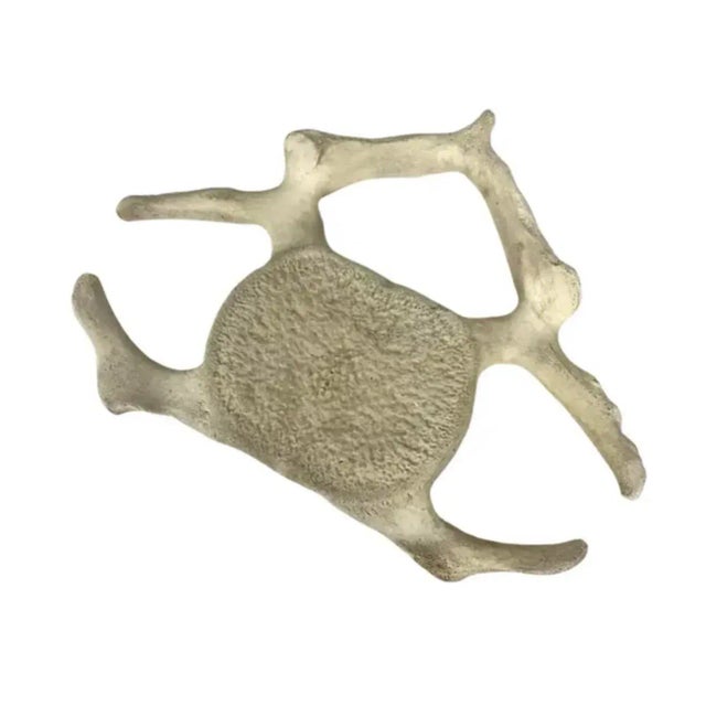 Natural weathered fossilized Whale Vertebrae. One section / specimen. Possibly sperm whale. Likely 19th century.