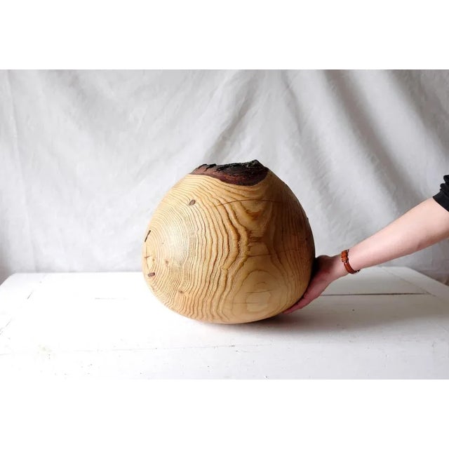 Cedrus Deodara #1 by Mark Bellini For Sale - Image 4 of 12