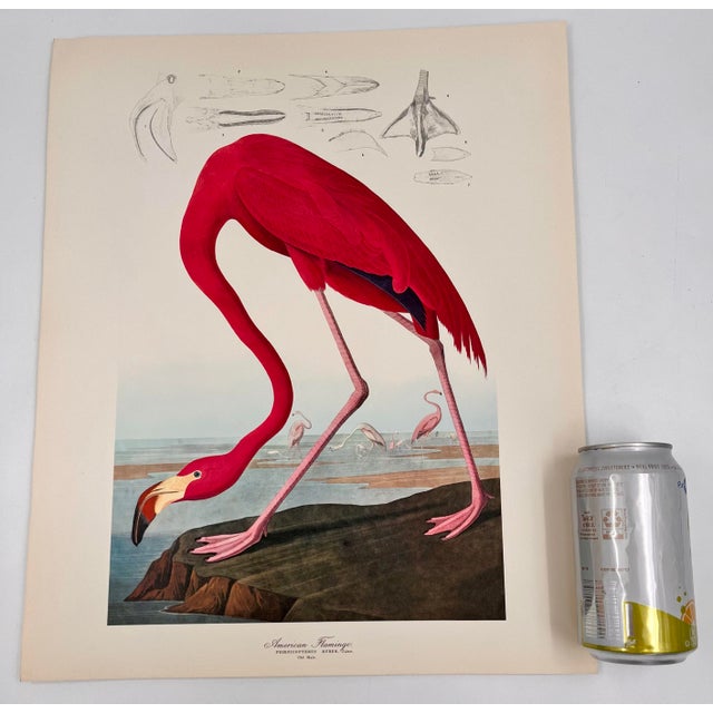 Audubon Bird Print – “American Flamingo”, 1964 Abrams Folio – Vintage Ornithology Art 1964 print from "The Audubon Folio:...