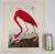 Audubon Bird Print – “American Flamingo”, 1964 Abrams Folio – Vintage Ornithology Art 1964 print from "The Audubon Folio:...