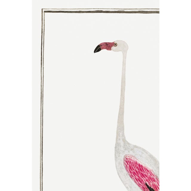 Illustration Greater Flamingo by Robert Jacob Gordon, Vintage Art Print Reproduction, 24" × 36" For Sale - Image 3 of 7