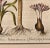 17th Century Basilius Besler, Page From "Hortus Eystettensis" (1613) For Sale - Image 5 of 12