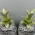 Pair of large Italian hand made ceramic pineapple pottery jars / canisters, each measuring approximately 13 1/2" tall. The...