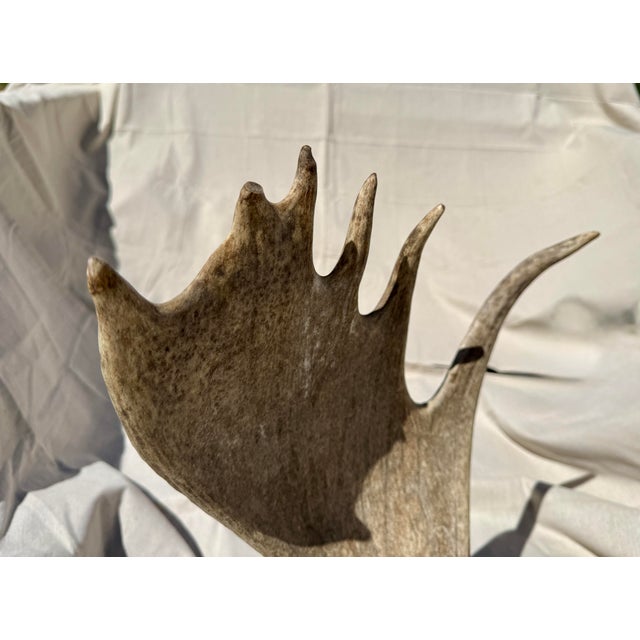 Bone Large Double Mounted Moose Paddle/Antler For Sale - Image 7 of 9