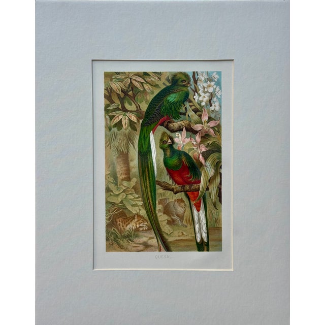 “Quesal” (Quetzal) Bird Chromolithograph, C. 1890s Natural History Print For Sale