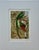 “Quesal” (Quetzal) Bird Chromolithograph, C. 1890s Natural History Print For Sale
