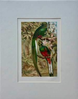 “Quesal” (Quetzal) Bird Chromolithograph, C. 1890s Natural History Print