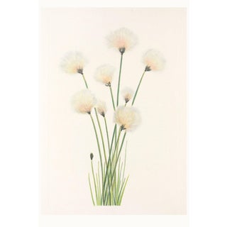 Hare's-Tail Cottongrass, Vintage Botanical Art Print by Mary Vaux Walcott, 32" X 48" For Sale