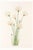 Hare's-Tail Cottongrass, Vintage Botanical Art Print by Mary Vaux Walcott, 32" X 48" For Sale
