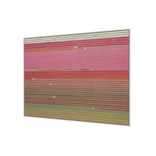 Bernhard Lang, av_tulip_fields_035, Large Size Limited Edition Photograph For Sale