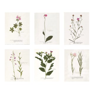 Antique Botanical Print Set of 6 With Pink Flowers - 24 X 30" For Sale