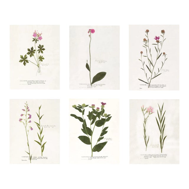 Antique Botanical Print Set of 6 With Pink Flowers - 24 X 30" For Sale