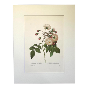 Vintage Pierre-Josephe Redouté Print in 14x18 Mat - Adelaide of Orleans Rose