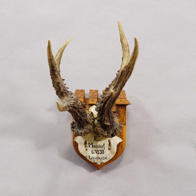 Rustic European Antique Red Deer Trophy by Philipp Ernst, Prince of Thurn and Taxis, 1933 For Sale - Image 3 of 6