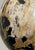Two Polished Petrified Wood Organic Spheres. 6 inches diameter, 4 ½ inches diameter These large and impressive ancient,...