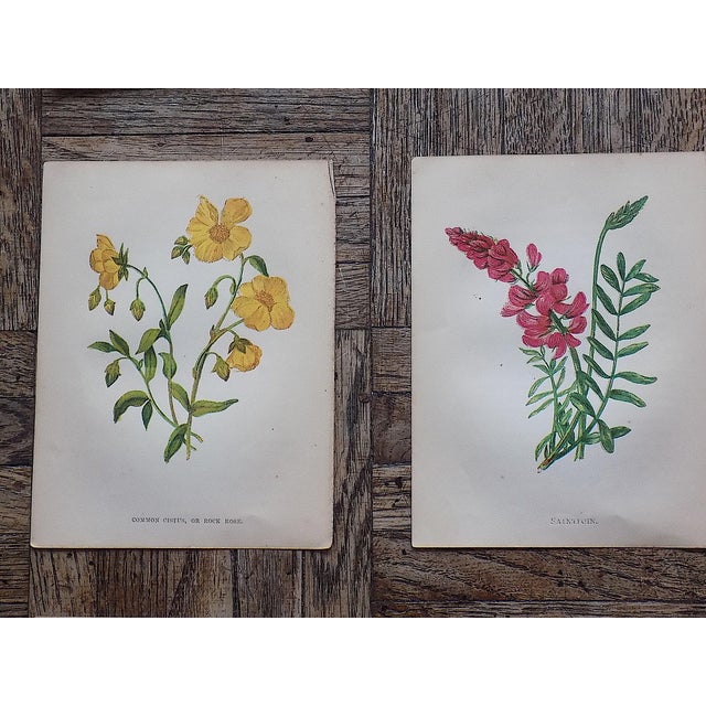 Antique 19th Century Anne Pratt Botanical Chromolithographs - Set of 12 For Sale - Image 4 of 10