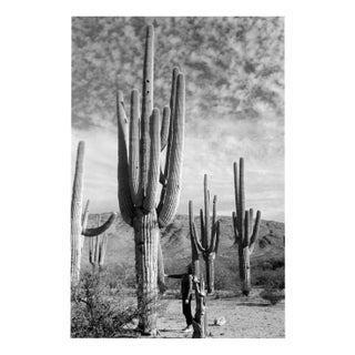 Erich Andres, Saguaro National Park, Photograph For Sale