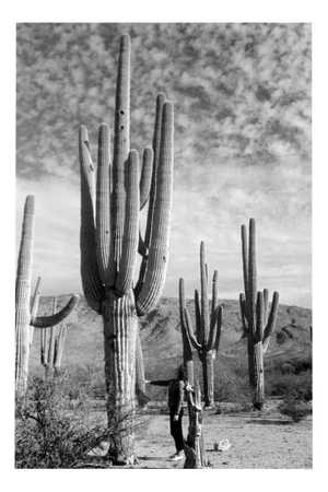 Erich Andres, Saguaro National Park, Photograph