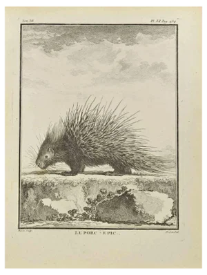 Jacques Baron, Le Porc, Etching, 1771