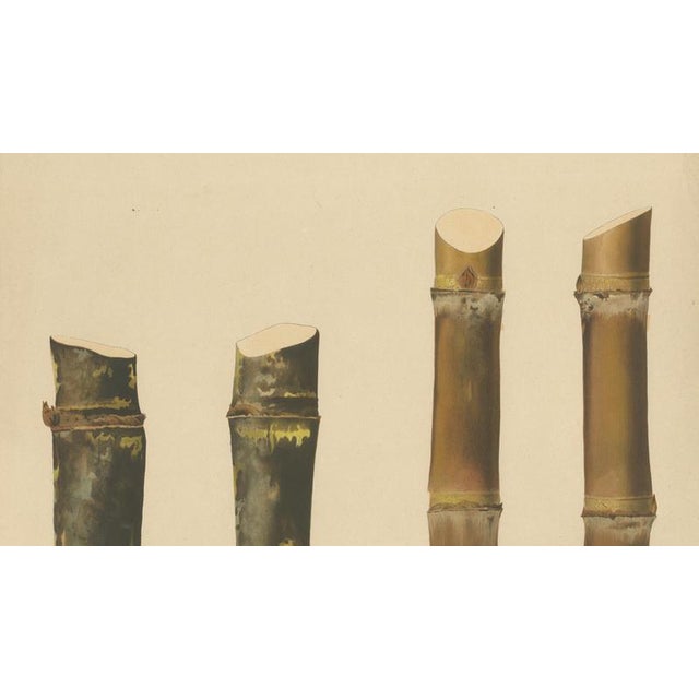 Late 19th Century Sugarcane, 1892, Paper For Sale - Image 5 of 10
