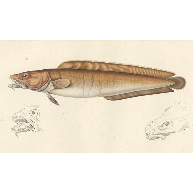 Blanchard, Cusk (Brosme Brosme) with Anatomical Studies, 1845, Print For Sale - Image 6 of 12