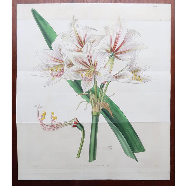 Botanical Prints, 1837, Paper, Set of 9 For Sale - Image 9 of 11